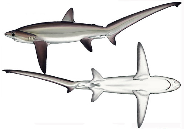 Alopias superciliosus_001.jpg